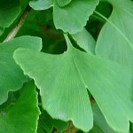 GINKGO BILOBA