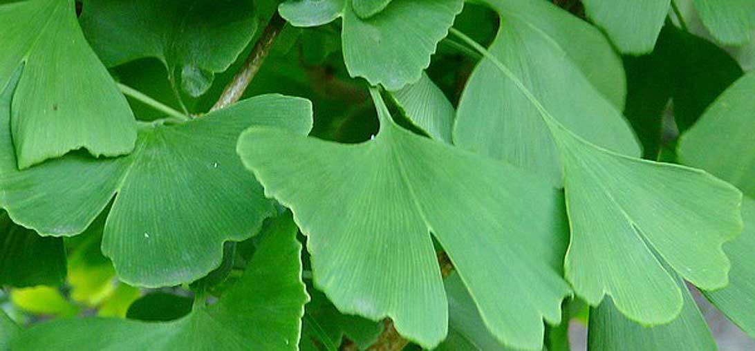 Ginkgo biloba