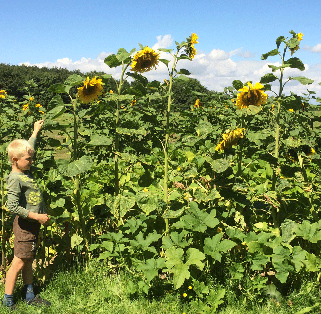  8-årige Jeppe fra Horsens beundrer solsikkerne.