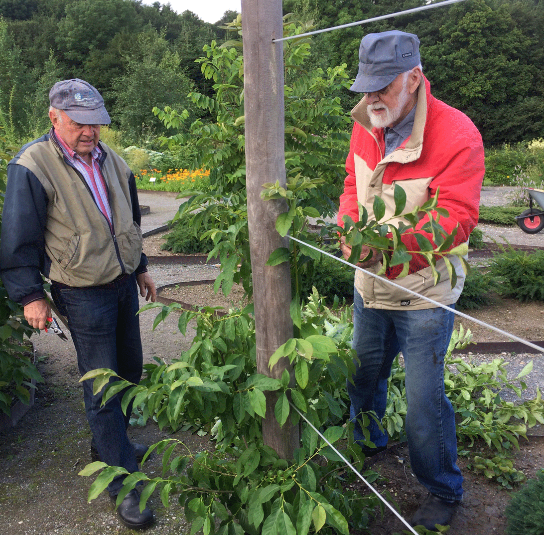 Peder og Jann klipper Kinesisk schisandra-planterne i Haven for fordøjelse, stofskifte og ernæring.