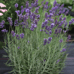 Lavendel