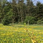 Mælkebætter i arboretet