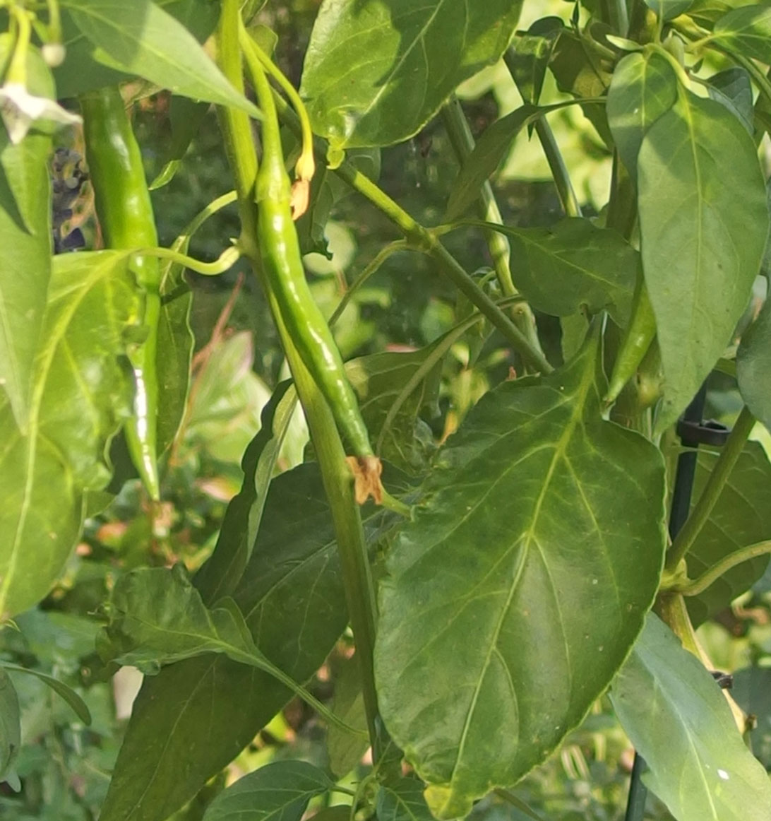 Chili