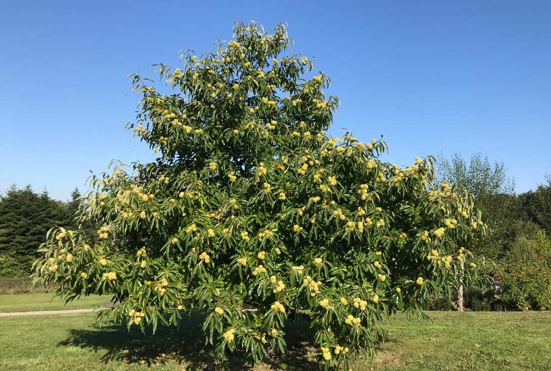 22. september 2020 Ægte kastanie i arboretet.