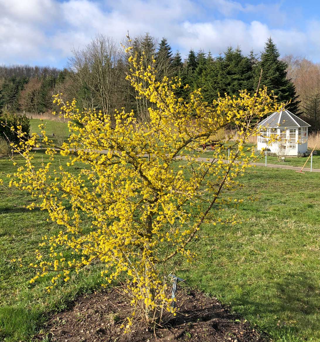 6. april 2021: Japansk kornel i arboretet.