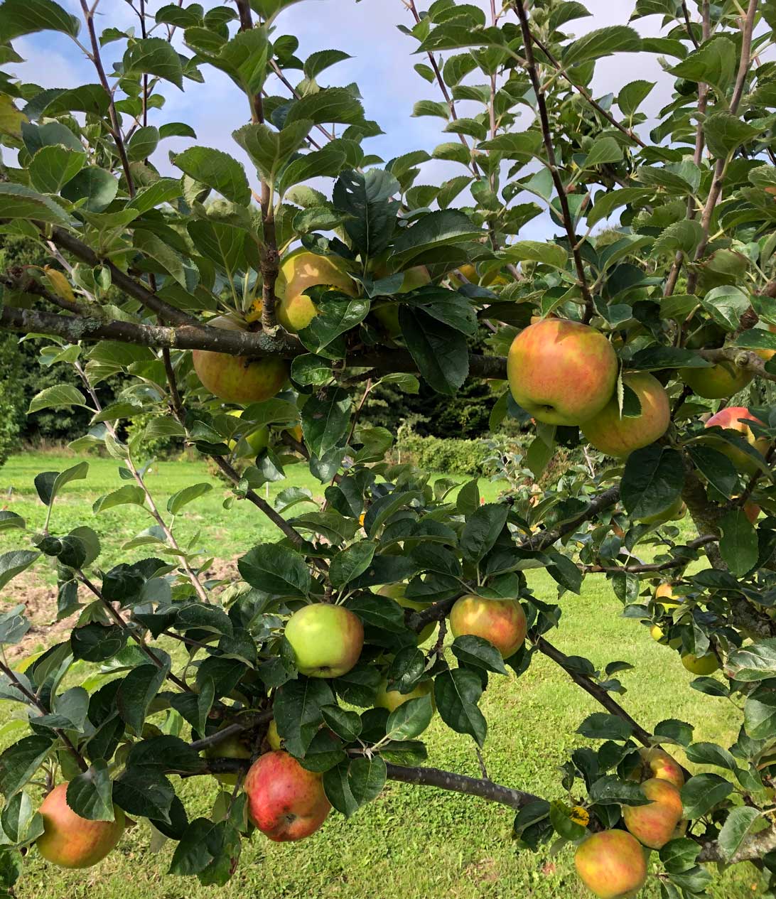 Skønheden fra Langeland der vokser i æblealleen mellem Haven for fordøjelse, stofskifte og ernæring og Haven for Infektioner og Hildegard af Bingens Have.