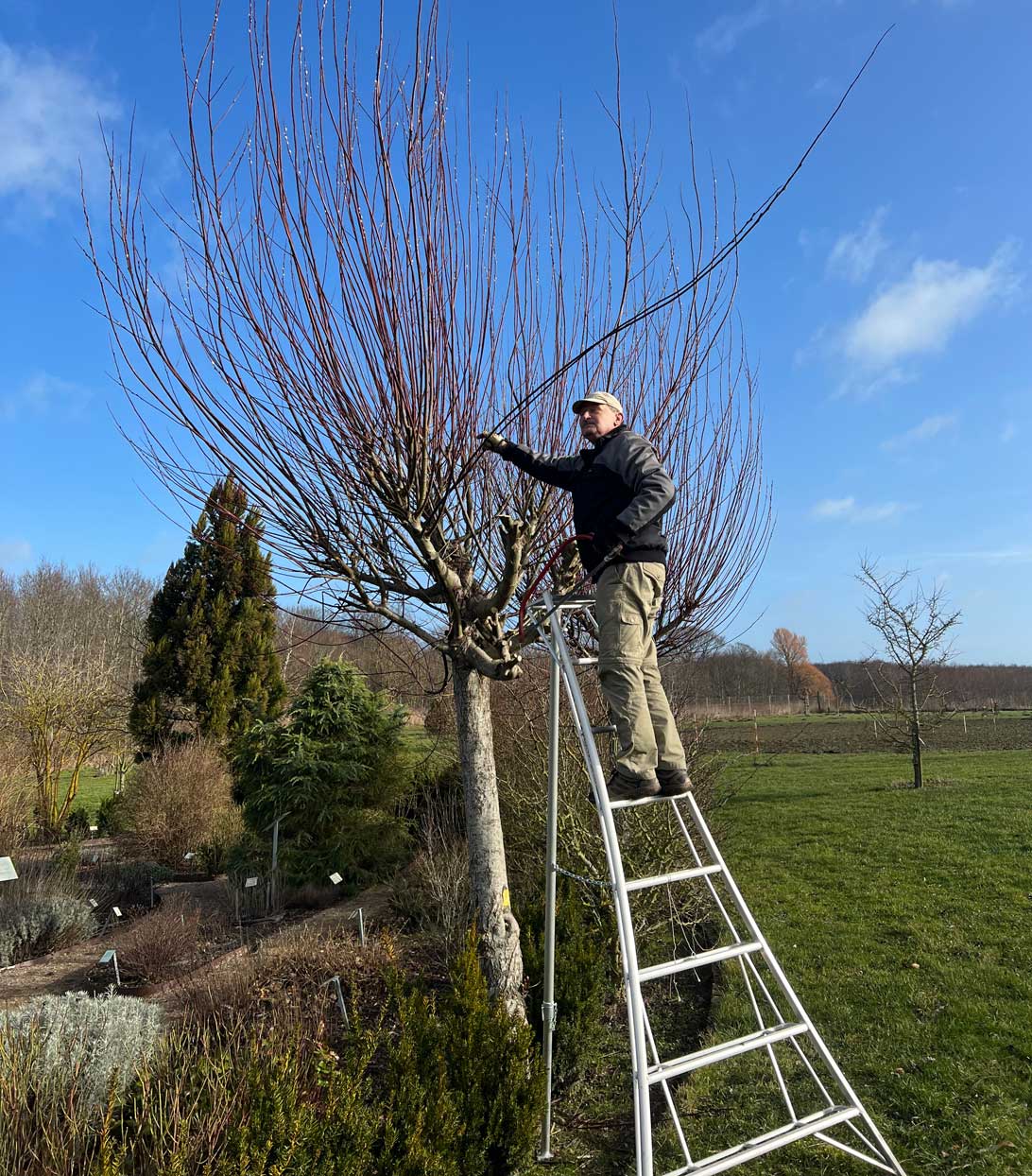 21. februar 2023: Niels klipper piletræet i Haven for åndedræt og kredsløb. 