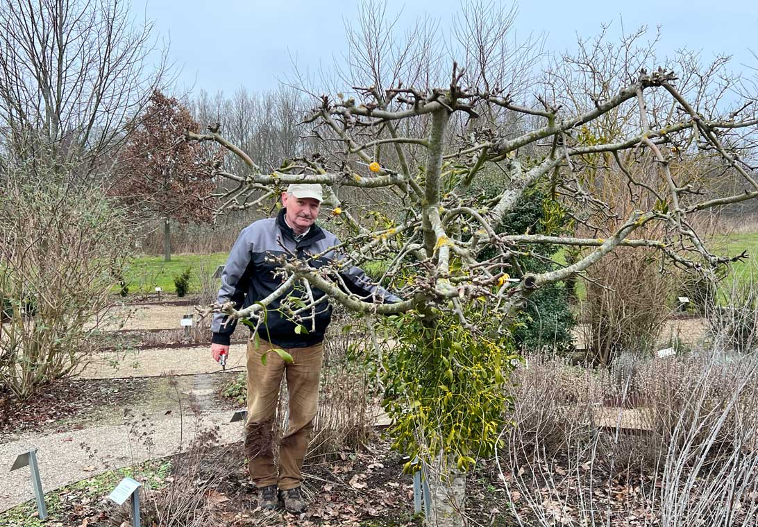 Niels klipper Aromaæbletræet i Haven for åndedræt og kredsløb. 