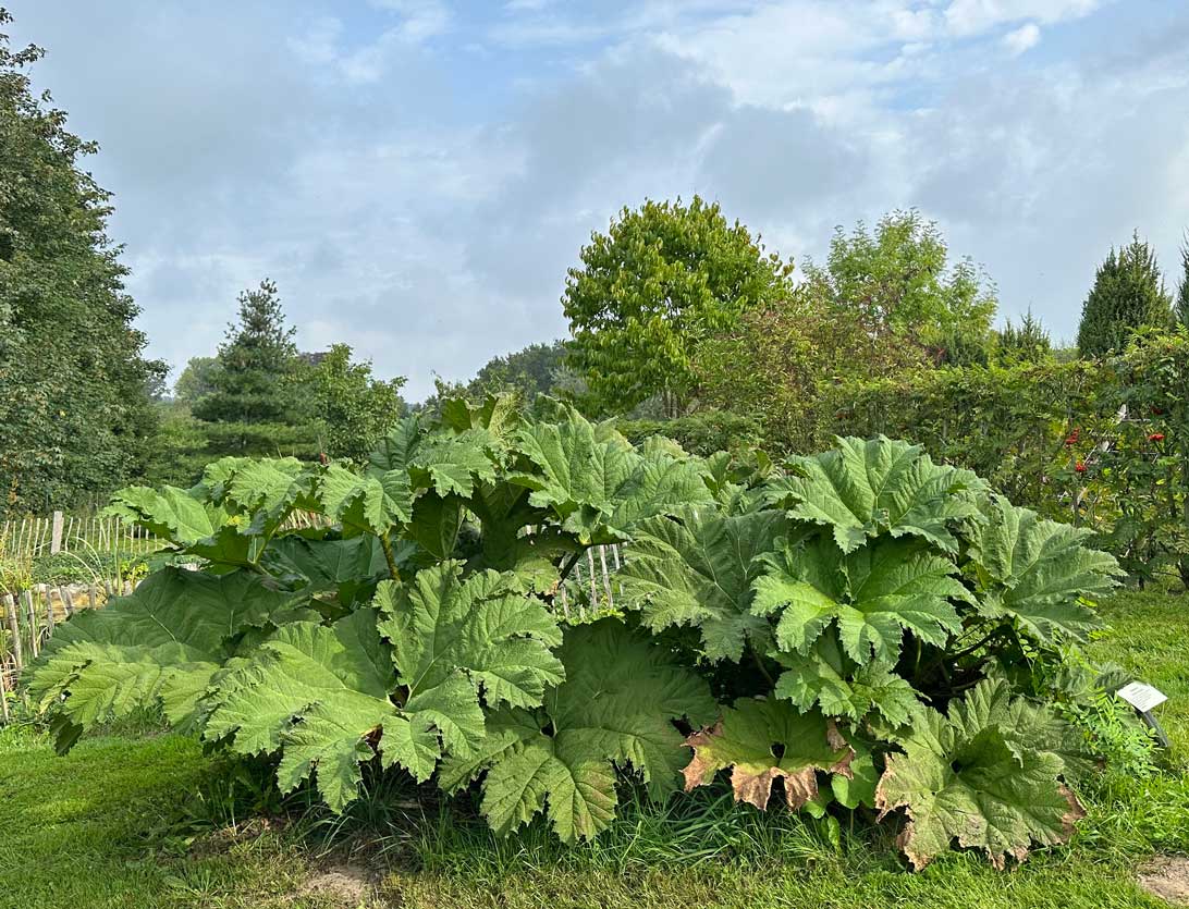 12.09.2023: Mammutplanten, også kaldet gunnera, klarer sig fint i området neden for Haven for urin- og kønsveje. Det er efterhånden en imponerende planter, men den kan faktisk få meget større blade. 