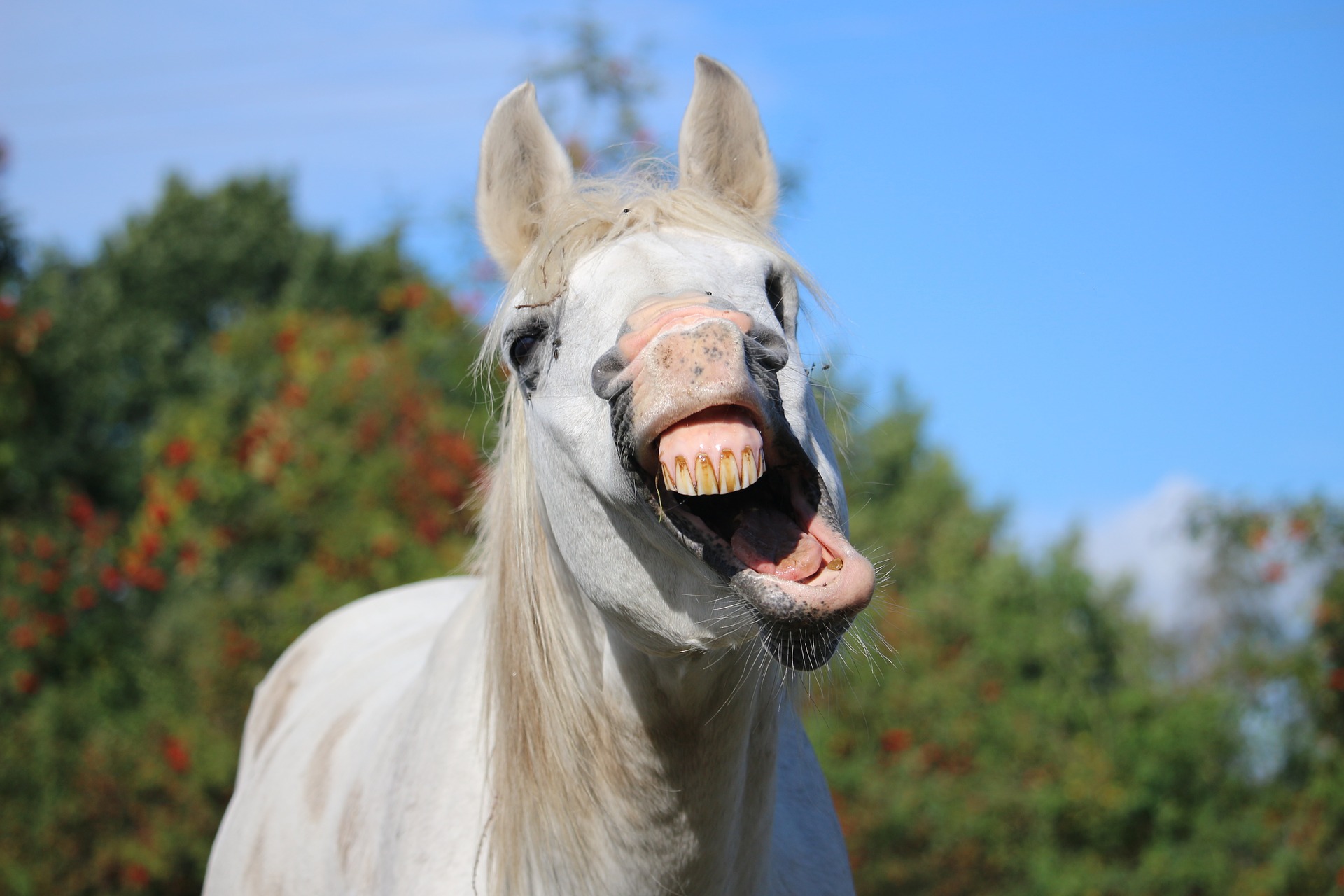 horse-940770_1920