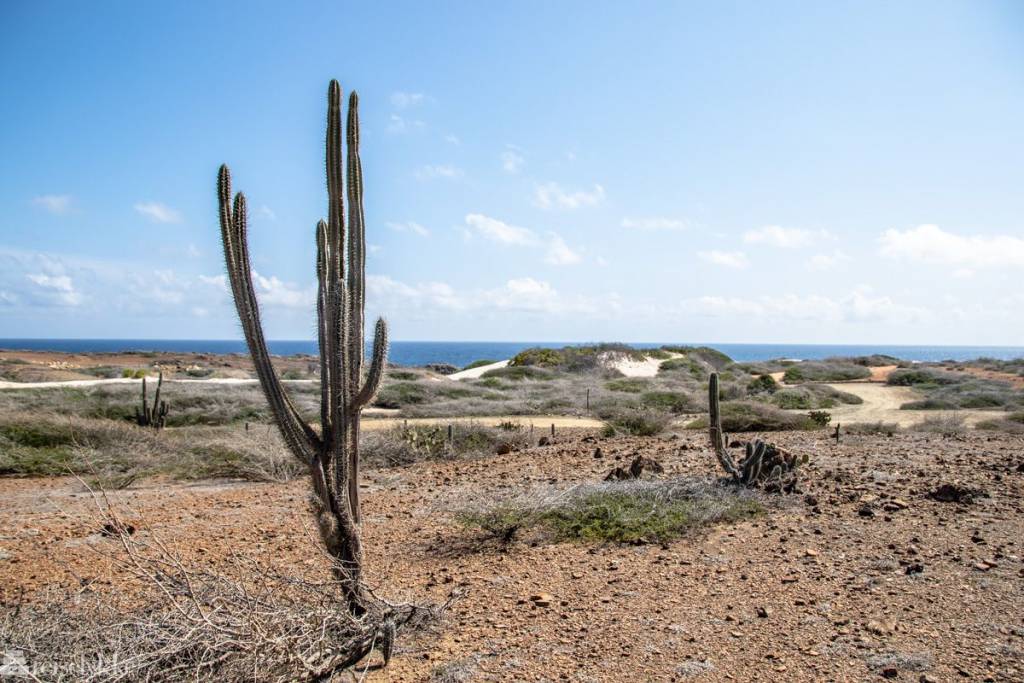 Illustrasjonsbilde fra Aruba