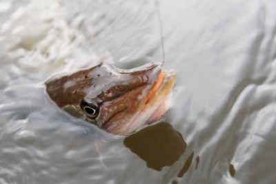 Northern pike in water, close-up