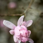 Magnolia stellata Shi Banchi Rosea 6 april 2016