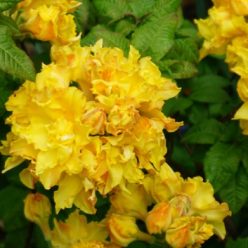 Rhododendron Cheerfull Giant 11 mei 2017