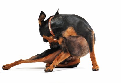 Milben beim Hund Hund der sich am Hintern beist