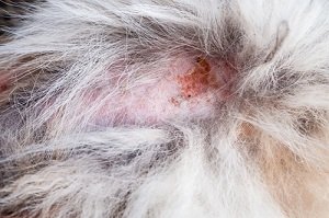 Haarlinge beim Hund. Entzündung an der Hundehaut