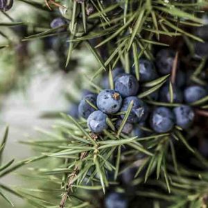 Wachholderbeeren als Key-Botanical