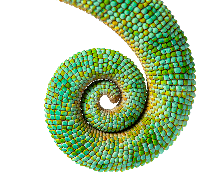 tail-of-an-veiled-chameleon-rolled-up-on-itself-c-2022-08-26-12-54-29-utc