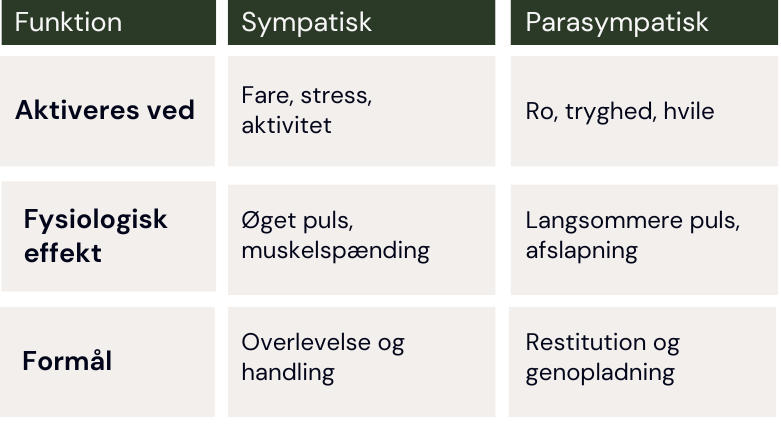 blogindlæg billeder (14) Oversigt over forskellen på det parasympatiske og sympatiske nervesystem
