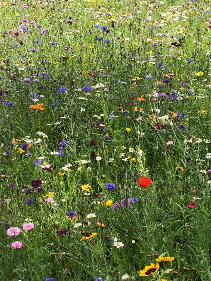 Flowery meadow