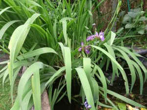 Iris in the pond