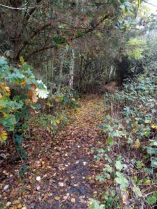 A lot of Millennium Wood was planted in 2000 as a Millennium project and is nicely maturing now.