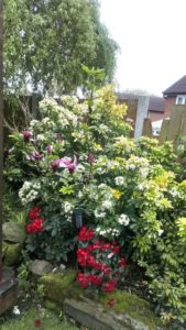 Rhododendron, magnolia and choisya by the pergola.