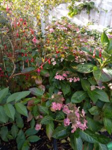 Fuchsia and hydrangea behind the pond.