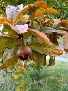 Medlar as part of the community orchard at Millennium Wood.