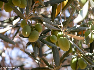 The Olive Tree