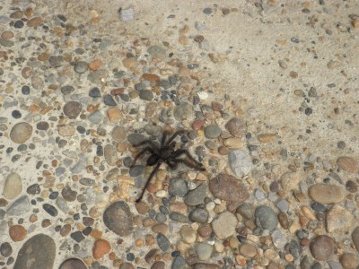 Image Thumbnail