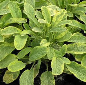 Gulbroget salvie ‘Salvia officinalis ‘Aurea’