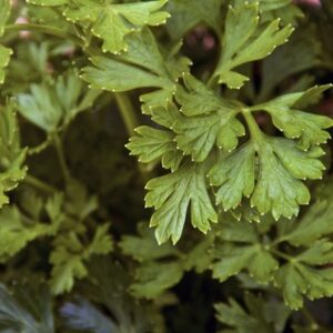 Bredbladet Persille ‘Petroselinum hortense’