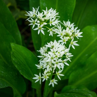 Ramsløg 'Allium Ursinum' Lev. Fra Uge 14. - Mit Flora