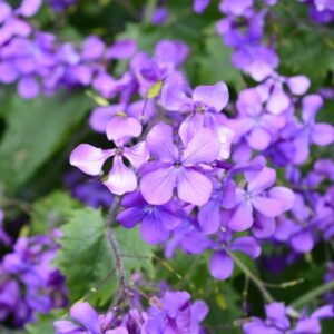 Almindelig aftenstjerne/ Natviol ‘Hesperis matronalis Alba’ spiselig blomster