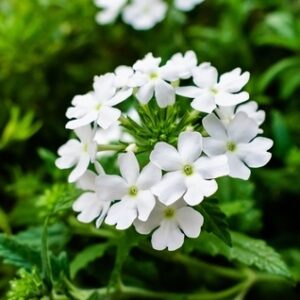 Almindelig aftenstjerne Natviol ‘Hesperis matronalis Alba’