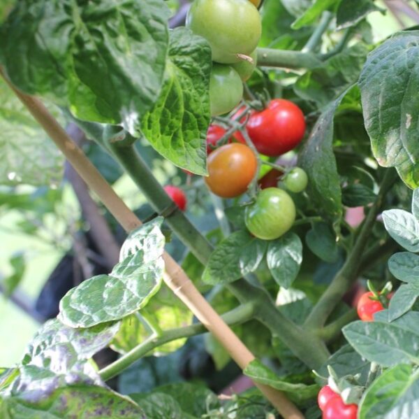 Tiny Tim busk tomatplante
