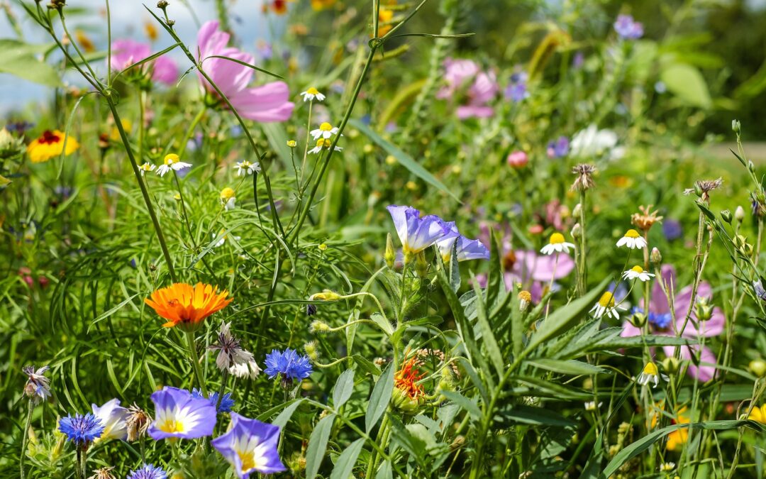 Må tusen, åter tusen blommor blomma här i all sin prakt!