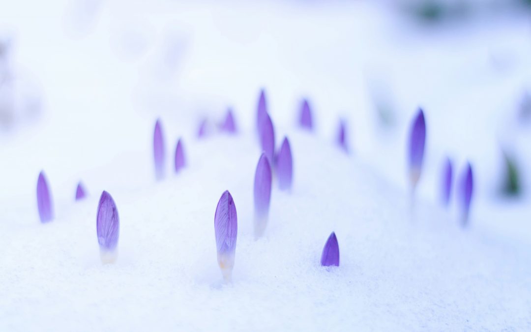 Det spirar under snön