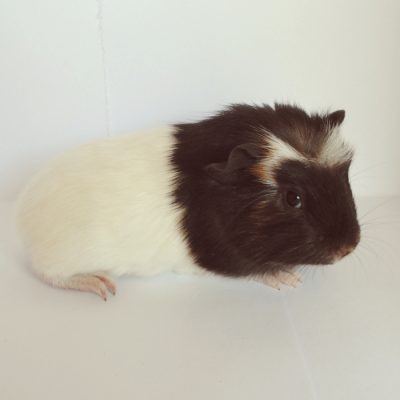 Simba