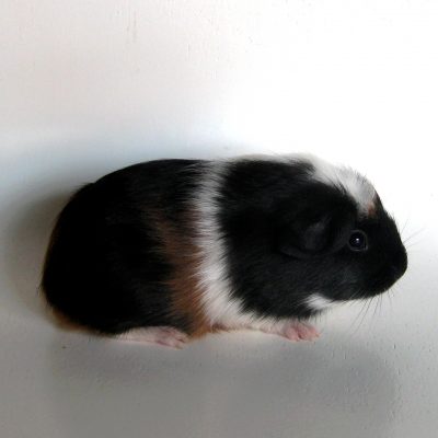 Ulrik