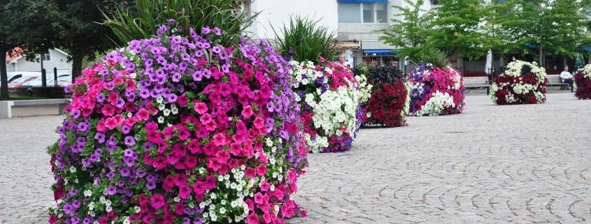 Blomsterkuber på torg
