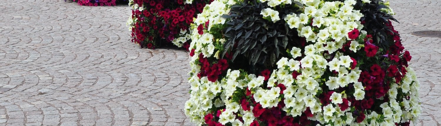 Blomsterkuber på torg