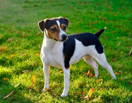 Adorados Penelope "Granat" 1,5 år