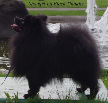 Shangri-La Black Thunder