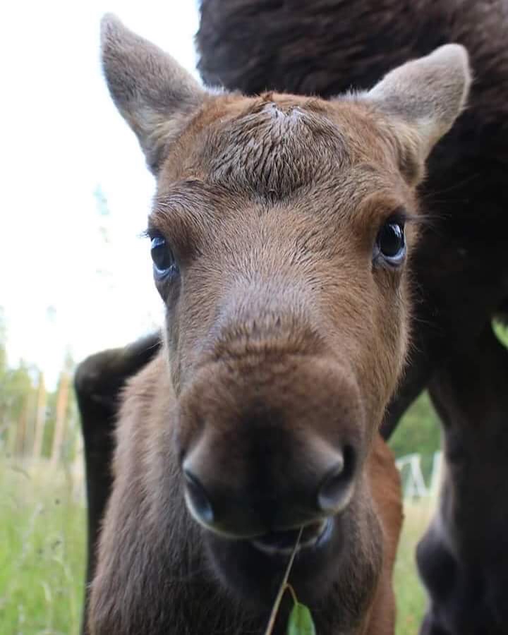 eland safari sweden