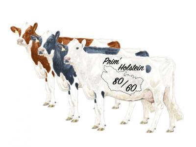 Numérisation Vache et cabris