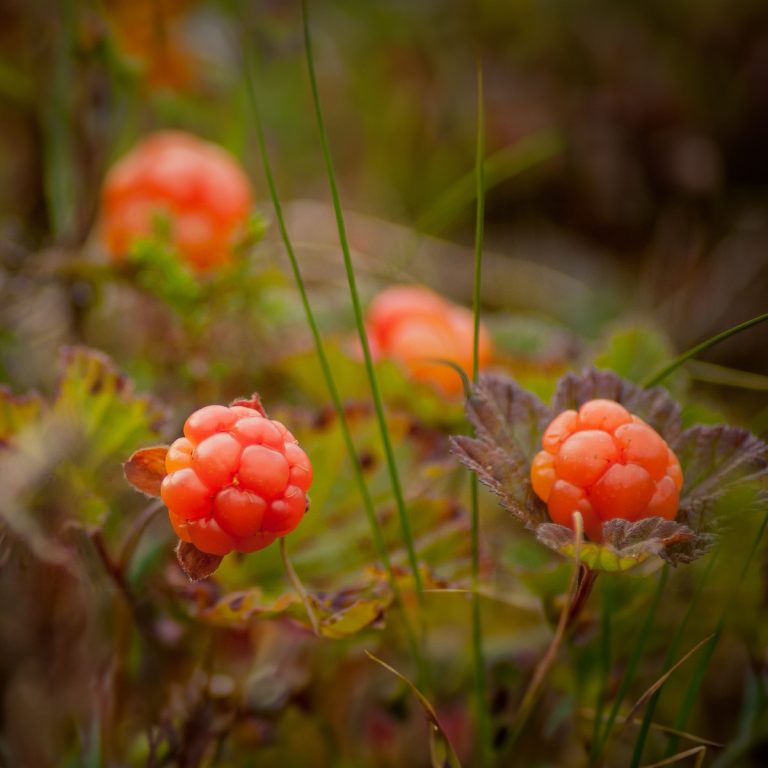 cloudberry-bush-produces-2130046_1280 (1) webb