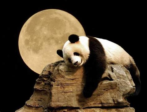 Moon, der Panda 2025