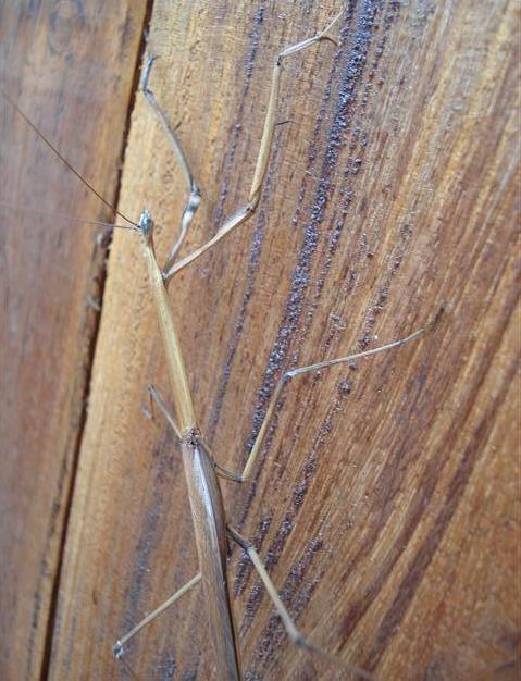 Walking stick, photo Linda Fred